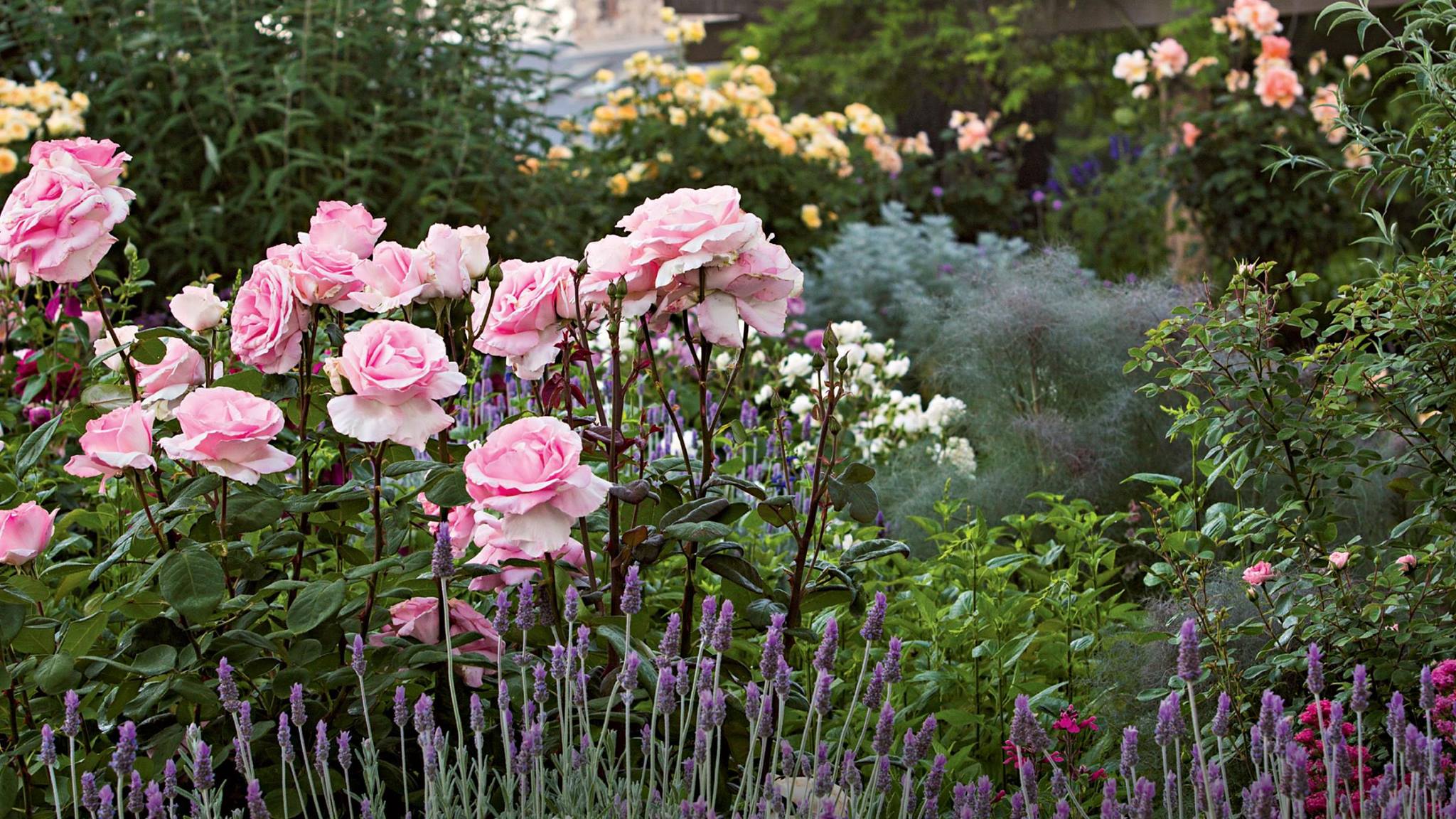 Роза bigo Garden DFR 19